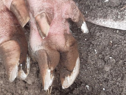 Minischwein Klauenpflege - Hausbesuche ganz Österreich