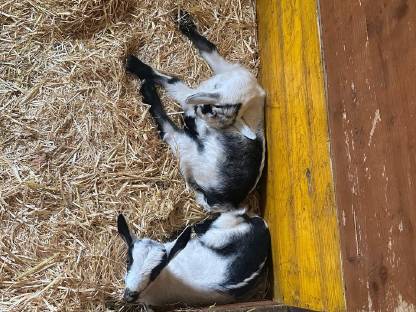 Bild 4:Pfauenziegenkitze