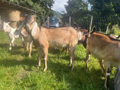 Bild 4:Anglo Nubier Ziegen Bockkitze, Herdbuch