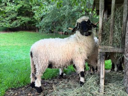 Bild 3:BIO Walliser Schwarznasenschaf