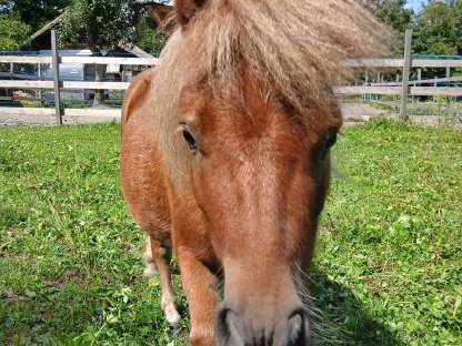 Bild 6:Minishettlandpony Wallach