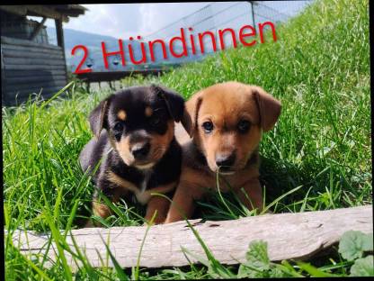 Welsh Corgi Pembroke × Zwergpinscher Welpen