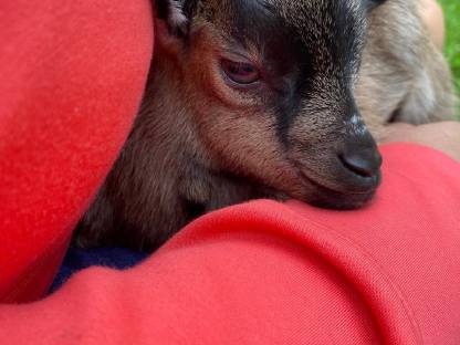 Bild 5:Mini-Zwergziege reserviert