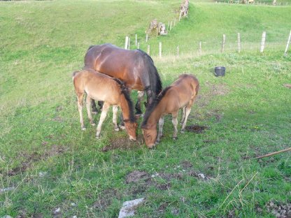 Bild 2:Perli und Paula