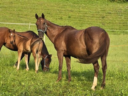 Quarter Horse Zuchtstute mit Hengstfohlen bei Fuß