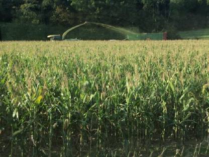Maissilage
