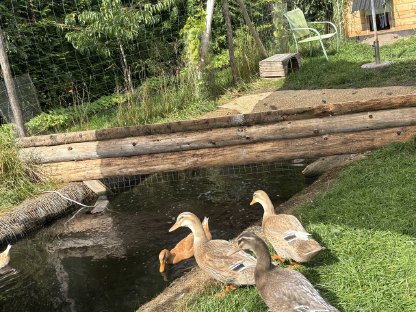 Bild 2:3 Peking-Orpington Enten Mix abzugeben