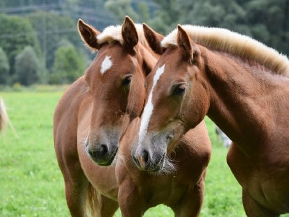 Bild 4:Zebedäus Schaunitz Fuchshengstfohlen Noriker zu verkaufen