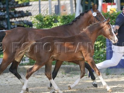 Bild 2:Vayana's Limoncella SP