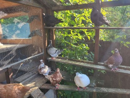 Bild 3:Mondaintauben