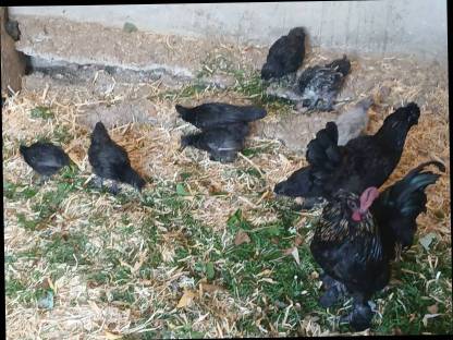 Bild 5:Zwergseidenhühner Mix