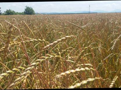 Bild 2:Dinkel entspelzt gereinigt