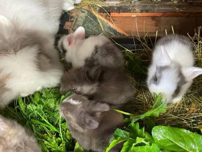 Bild 8:Zwerghase Kaninchen Zwergkaninchen Löwenkopf Teddy