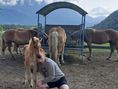 Bild 3:Verkaufe Tiroler Haflinger Stutfohlen