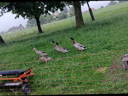Junge Puten, Enten, Hasen