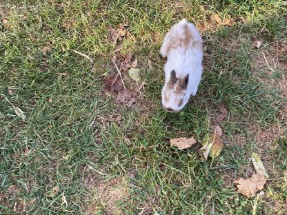 Bild 3:Zwergkaninchen