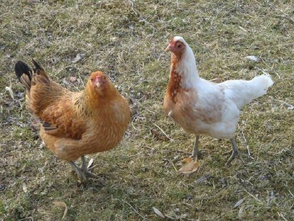 Bild 4:Grünleger - Deutsches Buschhuhn