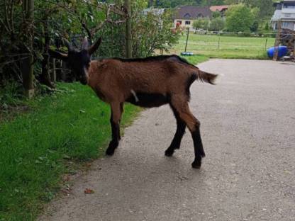 Bild 2:Steirische Scheckenziegen Böcke
