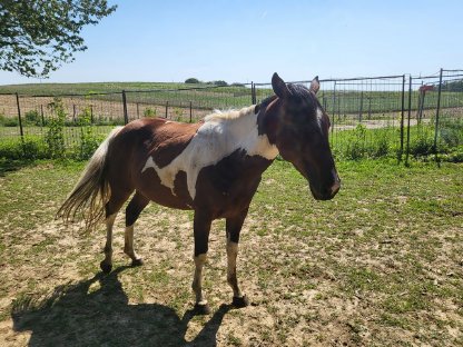 Paint-Horse Stute