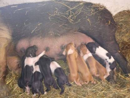 Bild 5:Duroc Ferkel, Iberico, Schwäbisch-Hällisch, Berkshire