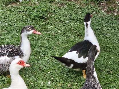 Bild 4:Warzenenten, Moschusenten