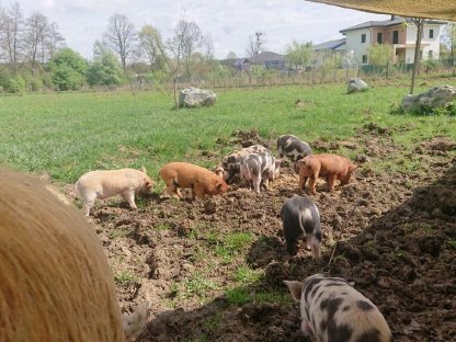 Bild 2:Bio Kune Kune Ferkel aus ganzjähriger Freilandhaltung