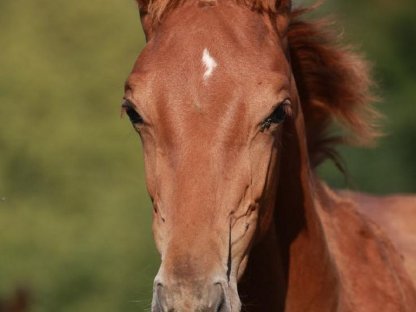 Bild 2:Nachwuchspferd mit springbetonter Abstammung