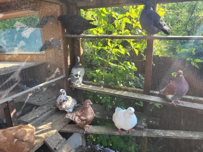 Bild 4:Mondaintauben