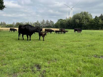 Bild 4:Wagyu Fullblood Muttertiere