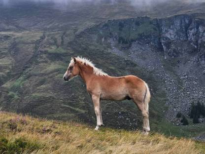 Bild 4:Hengstfohlen Bardolino