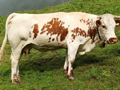 Bild 5:Pustertaler Bio-Zuchtstier