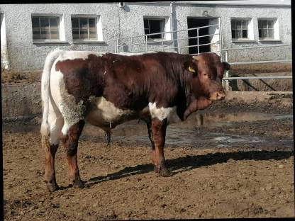 Bild 4:Original Pinzgauer Zuchtstier