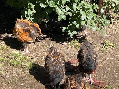 Bild 2:Hühner und Hähne reinrassig, teilweise farbrein