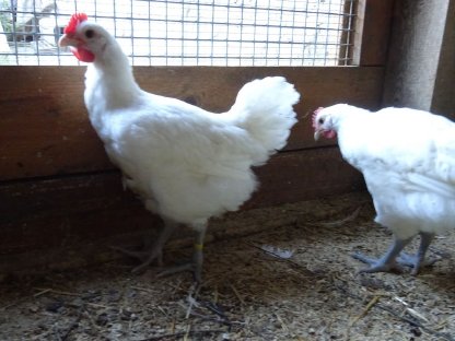 Bild 6:Bresse Gauloise französischer Herkunft - reinweiß