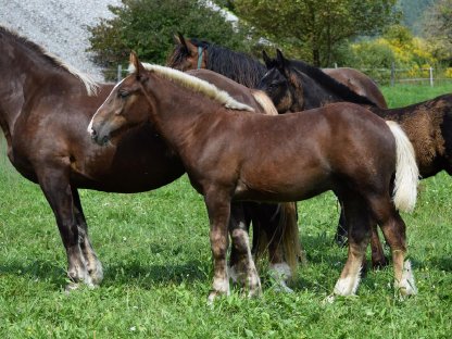 Bild 7:Eisenerz Vulkan Noriker Dunkelfuchshengstfohlen zu verkaufen