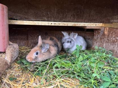Kaninchen männlich