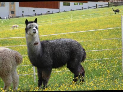Bild 8:Alpakahengst T Jerry