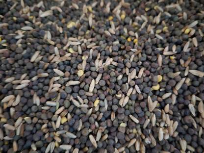 Bild 2:Bio Winterwicke, Grünschnittroggen