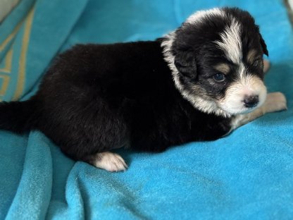 Bild 2:Australian Shepherd mit Ahnentafel