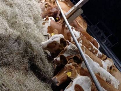 Bild 2:Suche weibliche Fresser/Einsteller