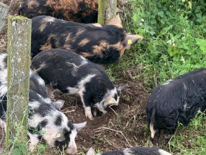 Bild 9:Kune Kune Ferkel Weideschweine