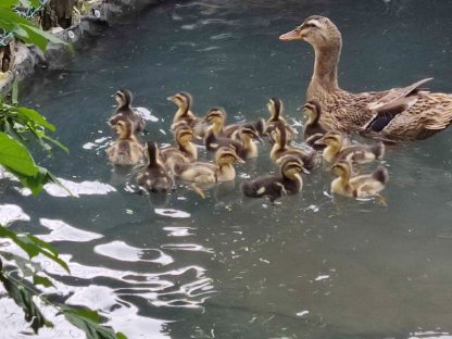 Rouen Clair Enten