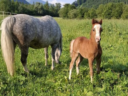 Bild 2:Top Welsh A Hengstfohlen