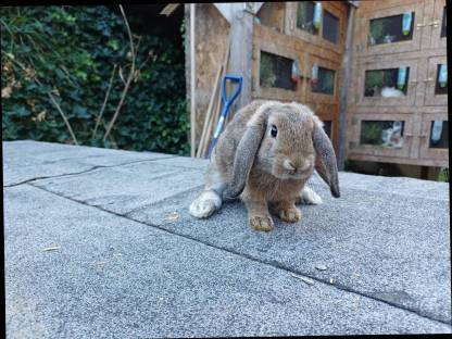 Bild 2:Zwergkaninchen Jungtiere