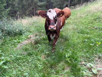 Fleckvieh x Normande Kalbin trächtig