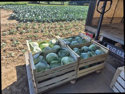 Bild 2:Weißkraut, Kohl