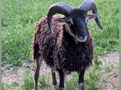 Bild 6:Soayschafe (Bio)