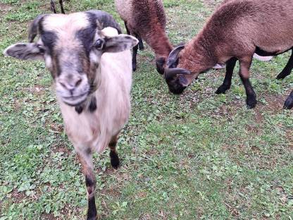 Bild 2:Kamerun-Mix Schafe