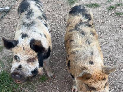 Kune Kune Schwein