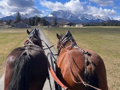 Bild 4:Süddeutsche Kaltblutstute